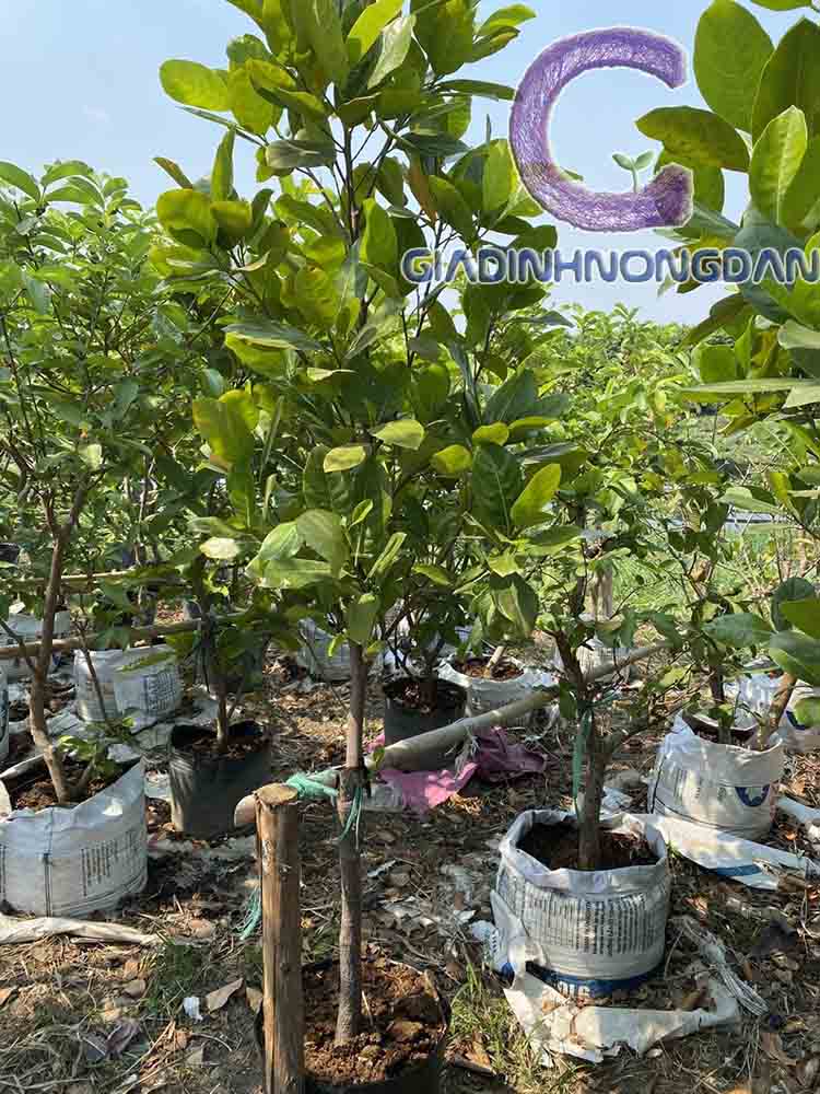 giống cây mít giống cây mít