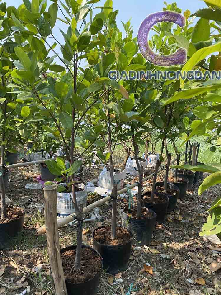 giống cây mít giống cây mít