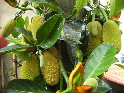 Cây Mít Giống Cây Mít Giống