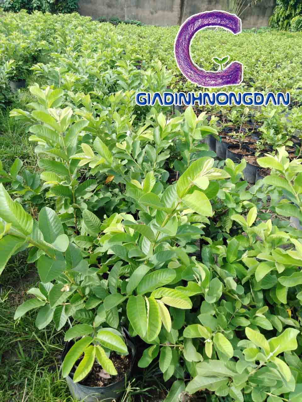 Giống Cây Ổi Lê Giống Cây Ổi Lê