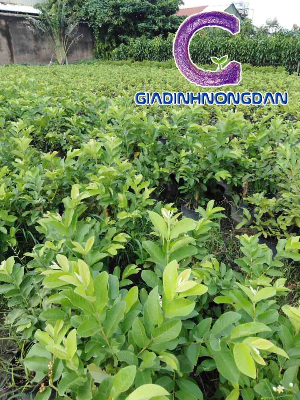 Giống Cây Ổi Lê Giống Cây Ổi Lê