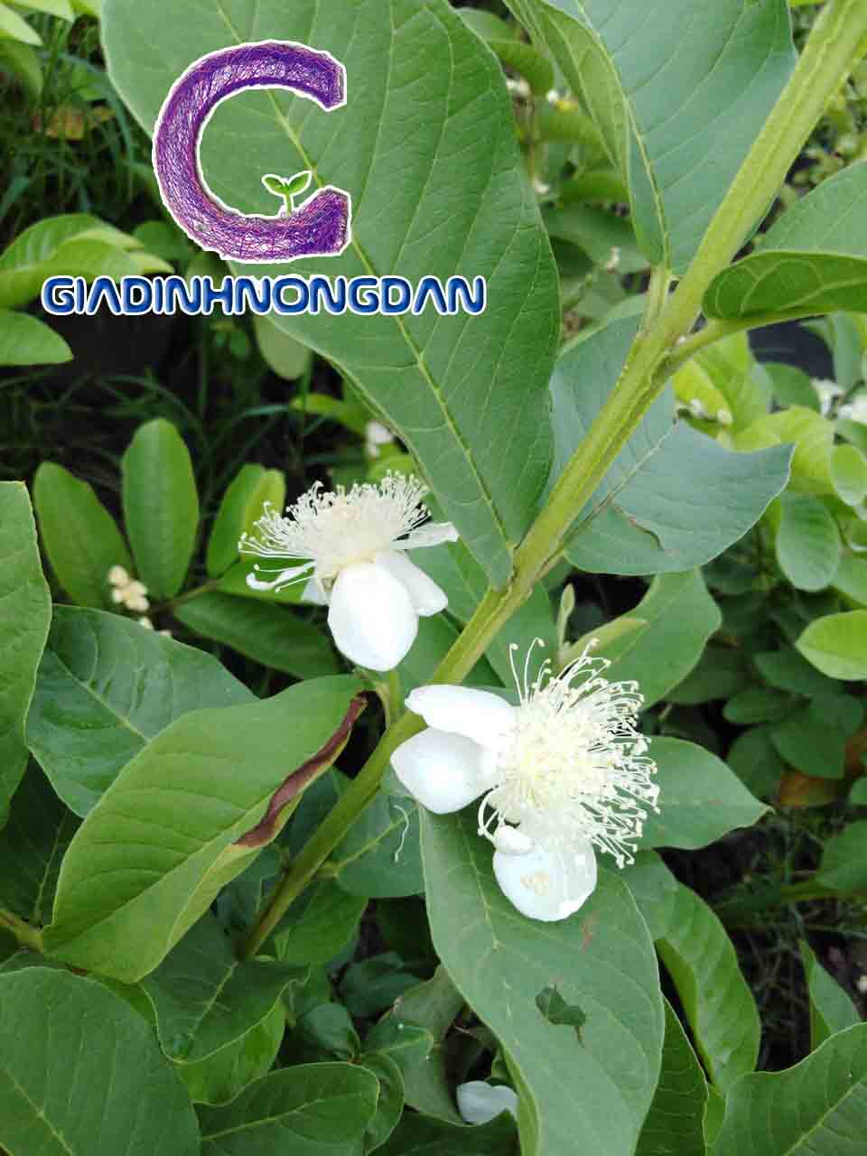 Giống Cây Ổi Lê Giống Cây Ổi Lê
