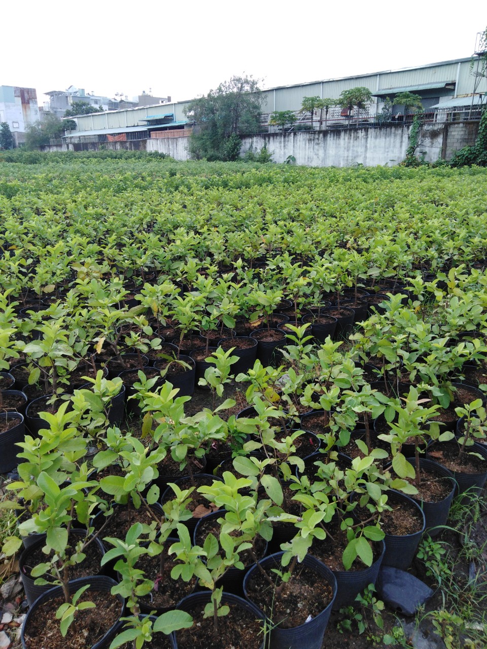 Giống Cây Ổi Lê Giống Cây Ổi Lê
