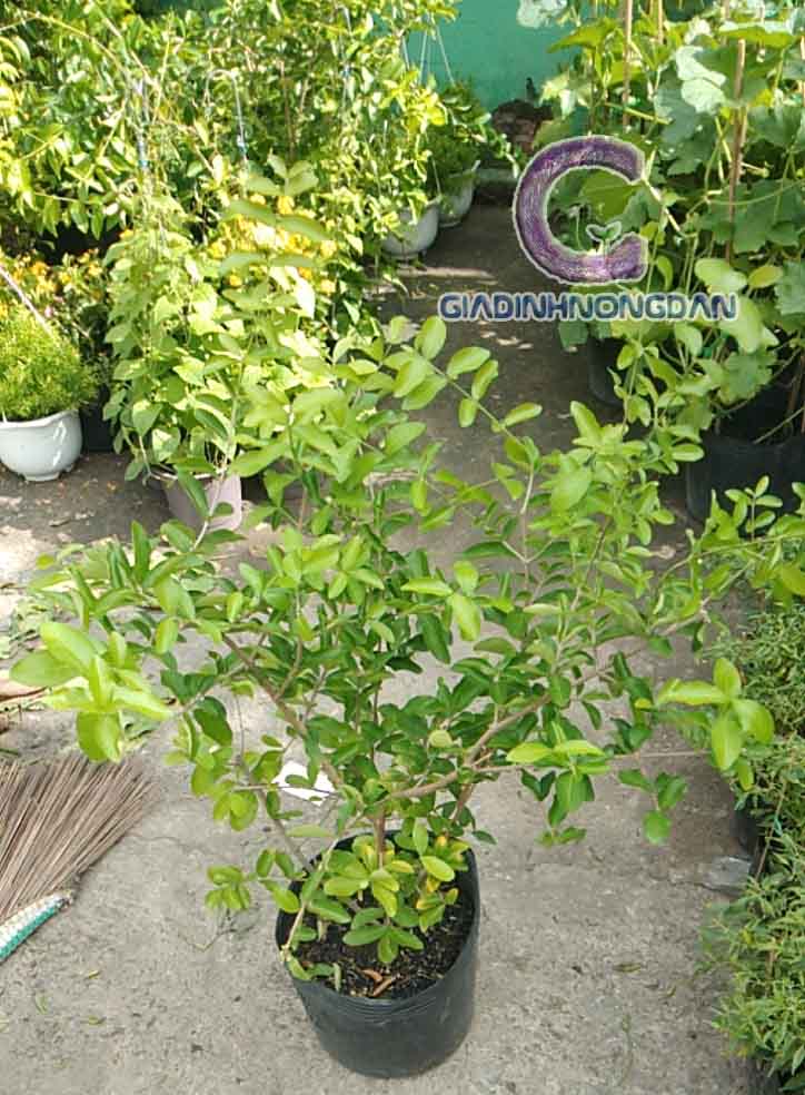 Cây Sơ Ri Giống Cây Sơ Ri Giống