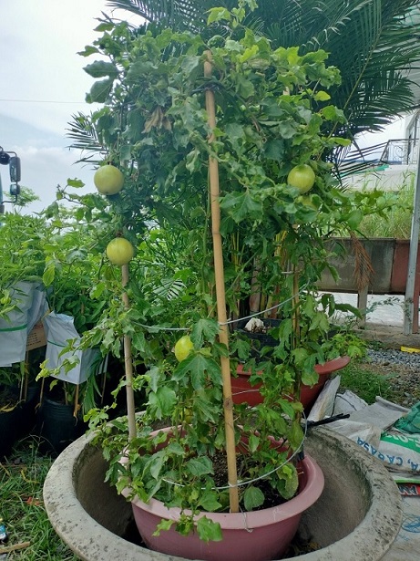 Giống Chanh Leo Quả Vàng Giống Chanh Leo Quả Vàng