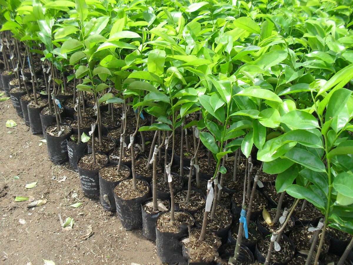 chăm sóc cây mãng cầu xiêm tại gia