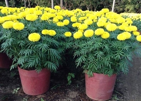 Hoa Cúc Vạn Thọ