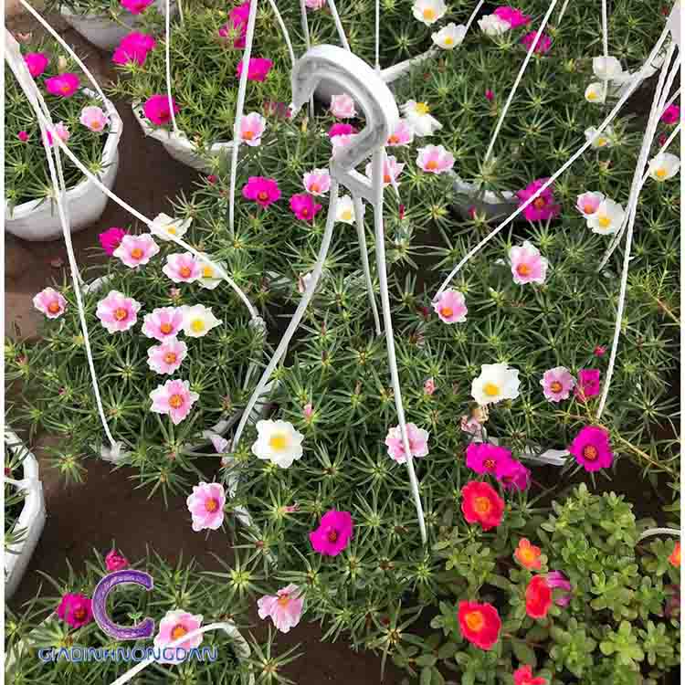 hoa mười giờ chậu treo hoa mười giờ chậu treo