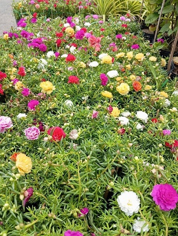 Hoa mười giờ Thái Hoa mười giờ Thái