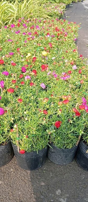Hoa mười giờ Thái Hoa mười giờ Thái