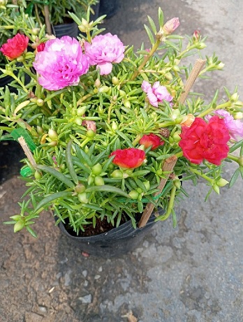 Hoa mười giờ Thái Hoa mười giờ Thái