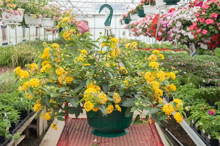 Cây Trâm Ổi (ngũ sắc) Hoa Màu Vàng Chậu Treo Cây Trâm Ổi (ngũ sắc) Hoa Màu Vàng Chậu Treo
