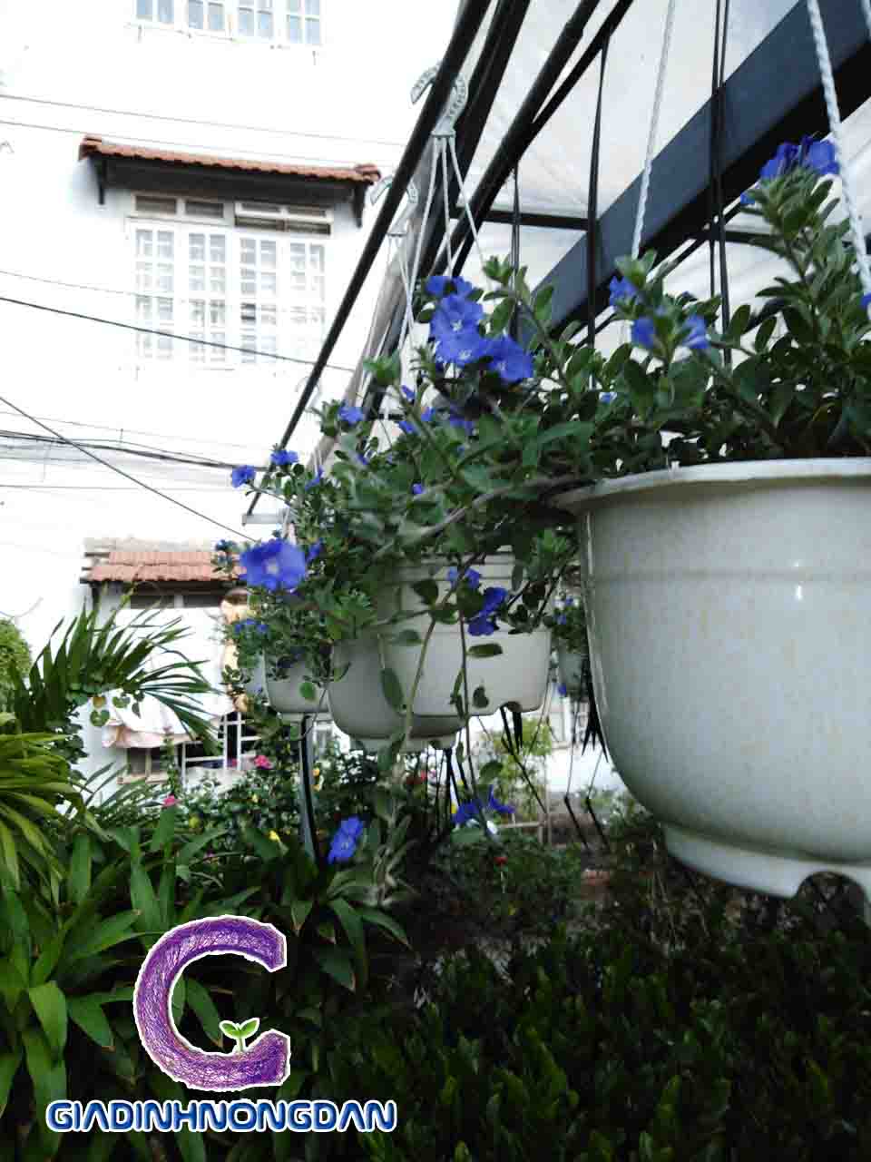 Cây Hoa Thanh Tú Chậu Treo Cây Hoa Thanh Tú Chậu Treo