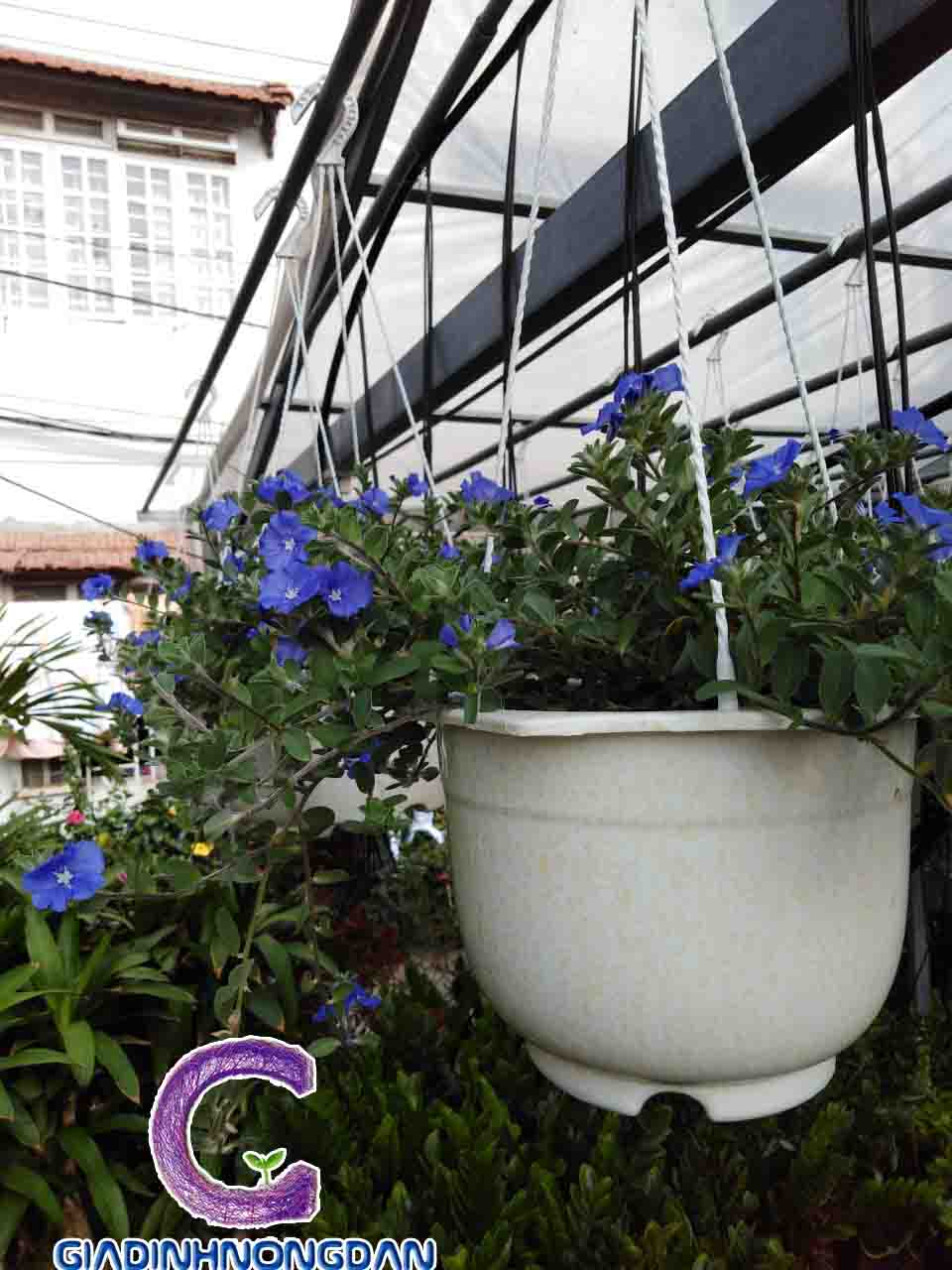 Cây Hoa Thanh Tú Chậu Treo Cây Hoa Thanh Tú Chậu Treo