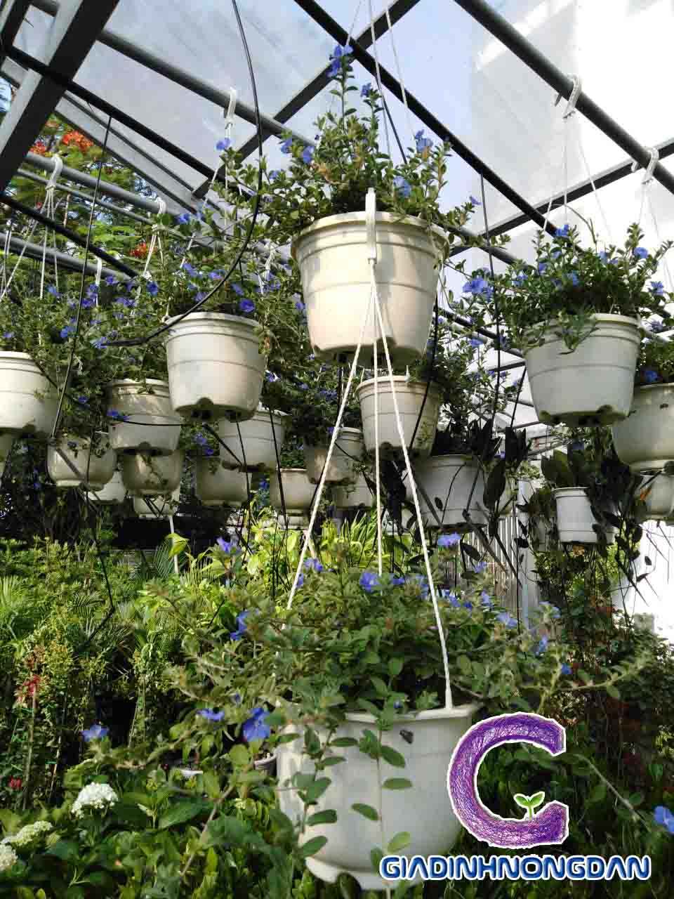 Cây Hoa Thanh Tú Chậu Treo Cây Hoa Thanh Tú Chậu Treo
