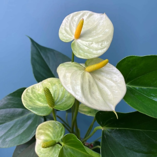 Cây Hồng Môn Hoa Màu Hồng