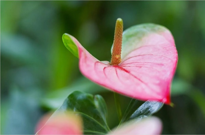Cây Hồng Môn Hoa Màu Hồng
