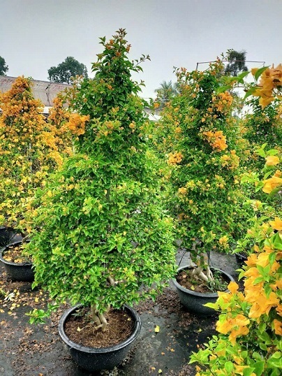 Hướng Dẫn Chăm Sóc Hoa Giấy Cho Người Mới – Dễ Mà Hiệu Quả Hướng Dẫn Chăm Sóc Hoa Giấy Cho Người Mới – Dễ Mà Hiệu Quả