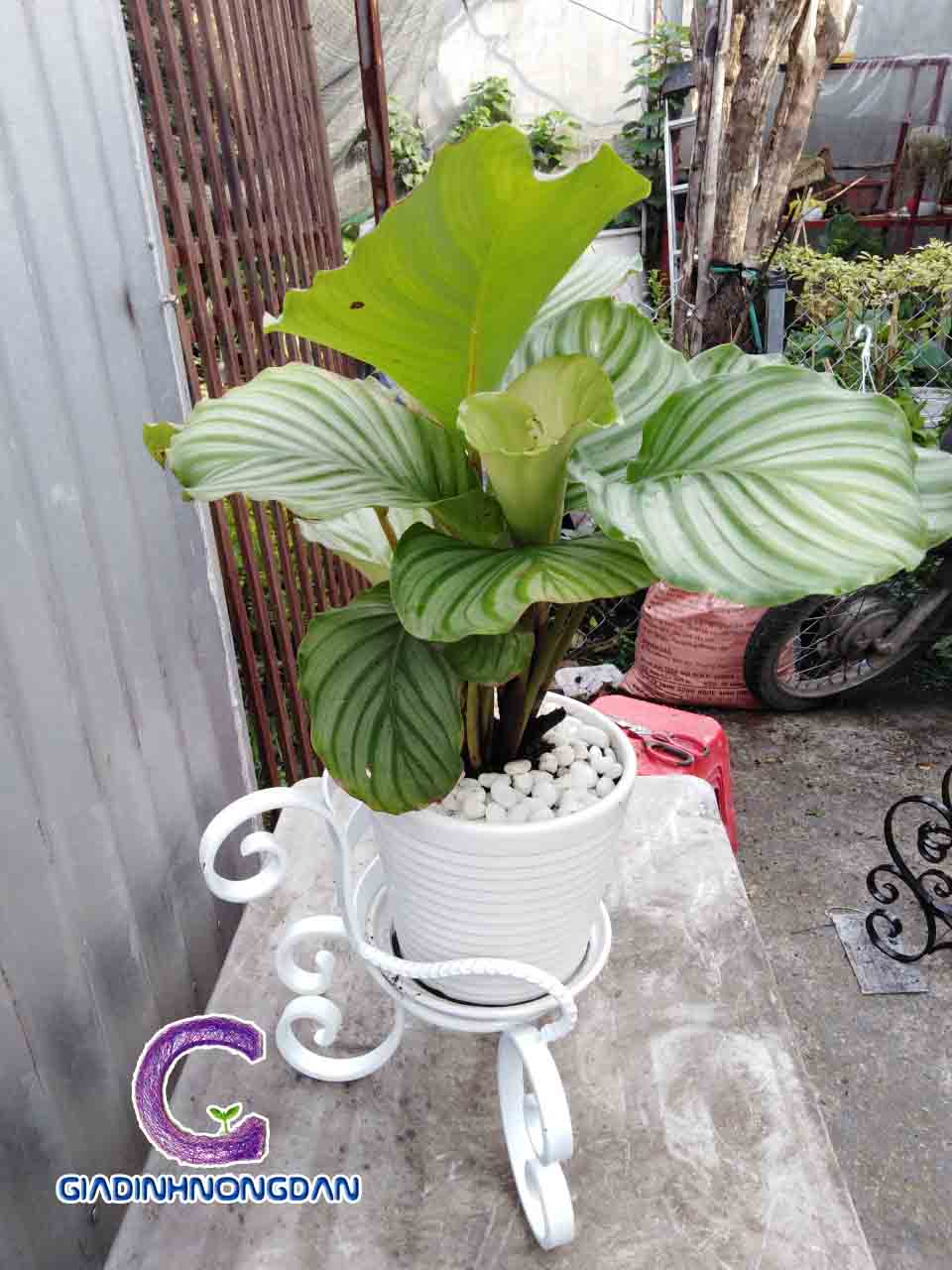 Kệ Sắt Đặt Chậu Hoa