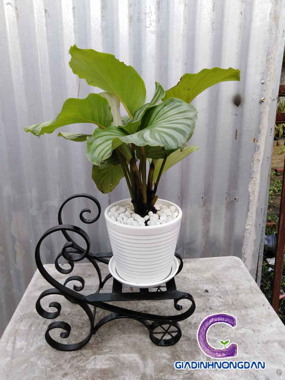 Kệ Sắt Đặt Chậu Hoa