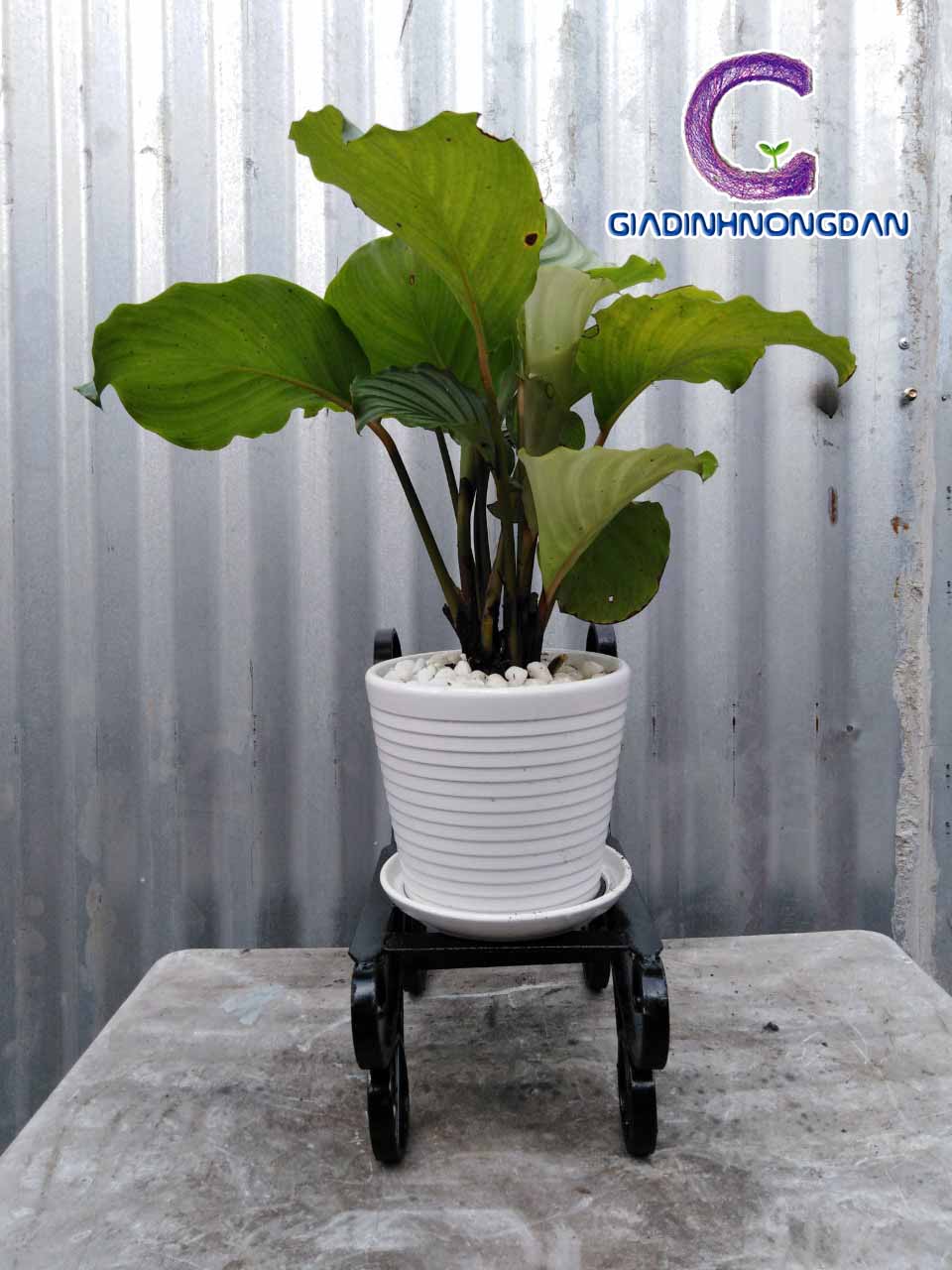 Kệ Sắt Đặt Chậu Hoa