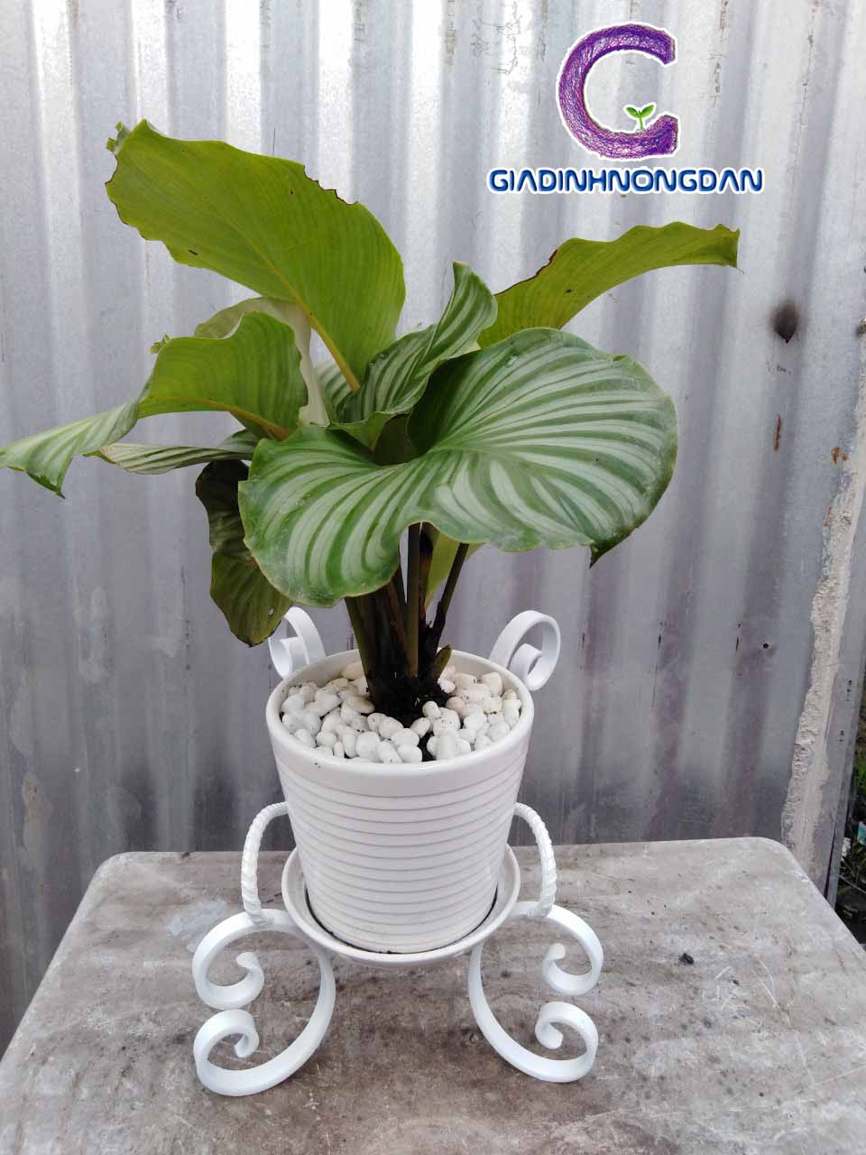 Kệ Sắt Đặt Chậu Hoa