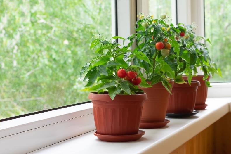 Chia Sẻ Kinh Nghiệm Trồng Rau Sạch Tại Nhà