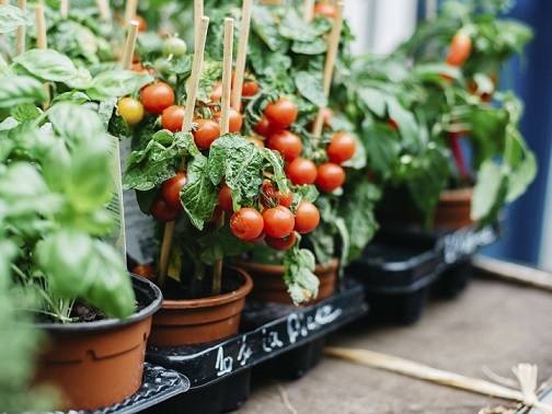 Chia Sẻ Kinh Nghiệm Trồng Rau Sạch Tại Nhà