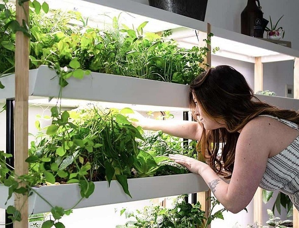Chia Sẻ Kinh Nghiệm Trồng Rau Sạch Tại Nhà
