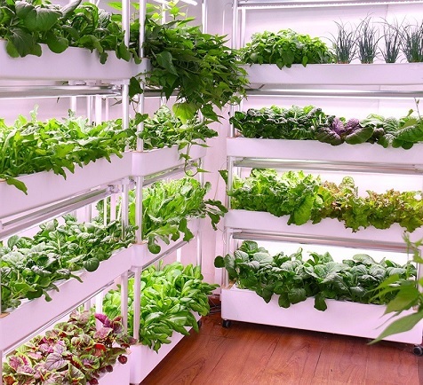 Chia Sẻ Kinh Nghiệm Trồng Rau Sạch Tại Nhà