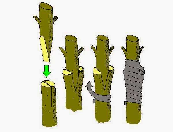 Kỹ thuật ghép cây ăn trái đơn giản