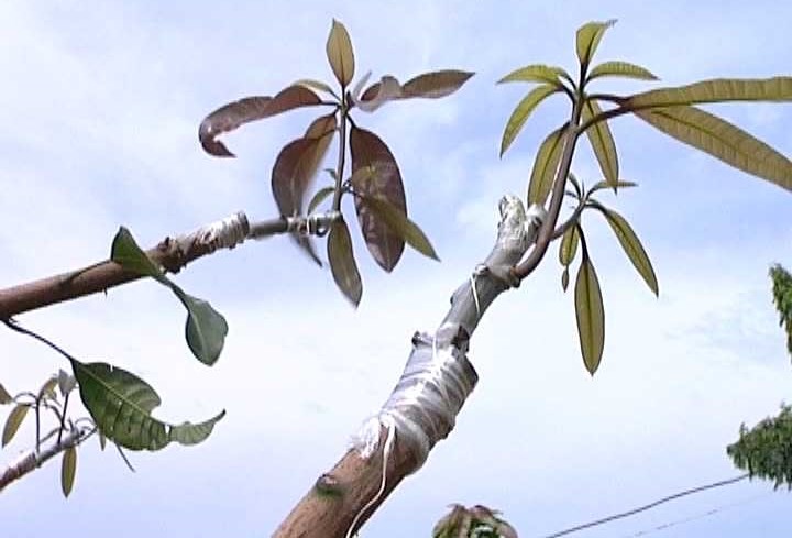 Kỹ thuật ghép cây ăn trái đơn giản