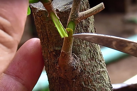 Kỹ thuật ghép cây ăn trái đơn giản