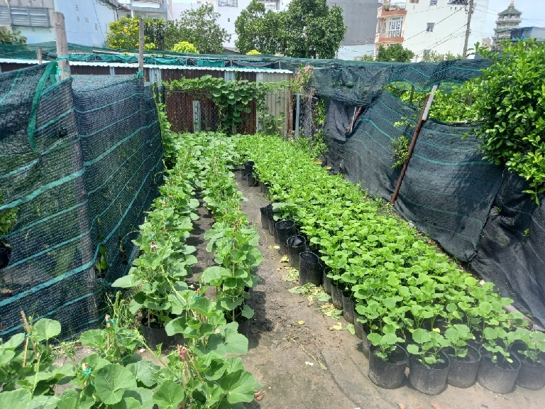 Kỹ Thuật Trồng Cây Bầu Sao Kỹ Thuật Trồng Cây Bầu Sao