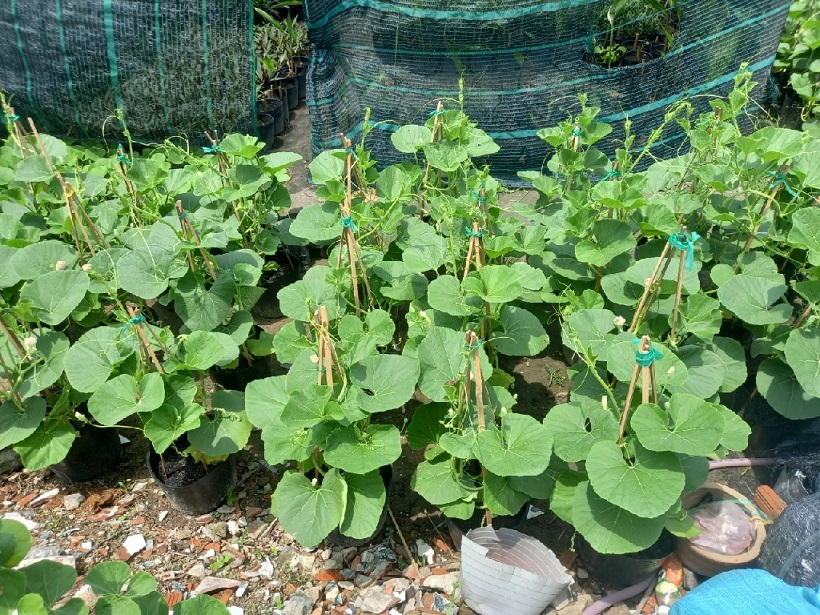 Kỹ Thuật Trồng Cây Bầu Sao Kỹ Thuật Trồng Cây Bầu Sao