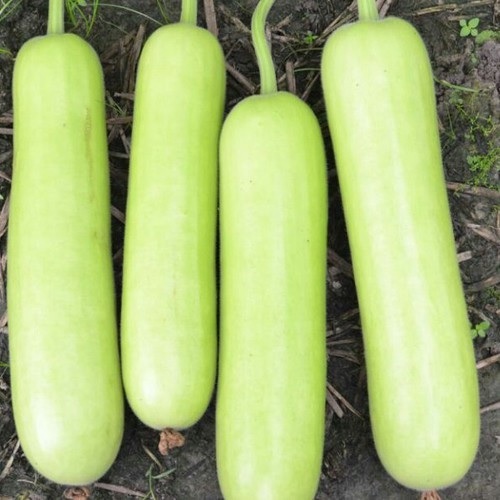 Kỹ Thuật Trồng Cây Bầu Sao Kỹ Thuật Trồng Cây Bầu Sao