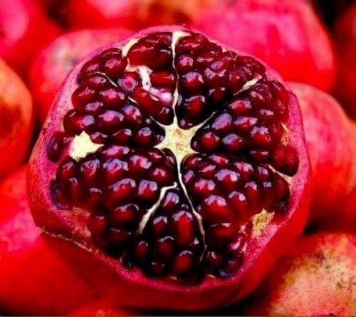 Lựu Chín Đúng Mùa – Cách Thu Hoạch Chuẩn Giúp Trái Ngọt, Vỏ Đẹp, Năng Suất Cao