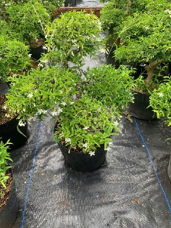 Cây Mai Chiếu Thủy bonsai cao 40–50cm Cây Mai Chiếu Thủy bonsai cao 40–50cm