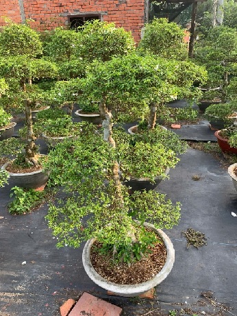 Cây Mai Chiếu Thủy bonsai cao 40–50cm Cây Mai Chiếu Thủy bonsai cao 40–50cm