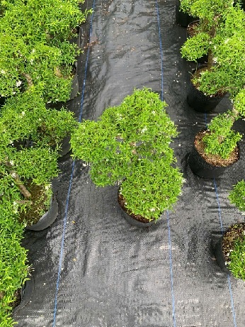 Cây Mai Chiếu Thủy bonsai cao 40–50cm Cây Mai Chiếu Thủy bonsai cao 40–50cm