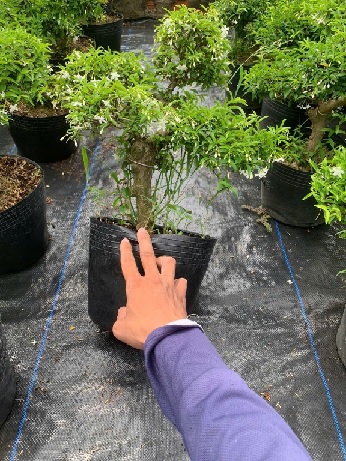 Cây Mai Chiếu Thủy bonsai cao 40–50cm Cây Mai Chiếu Thủy bonsai cao 40–50cm