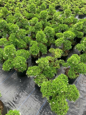 Cây Mai Chiếu Thủy bonsai cao 40–50cm Cây Mai Chiếu Thủy bonsai cao 40–50cm