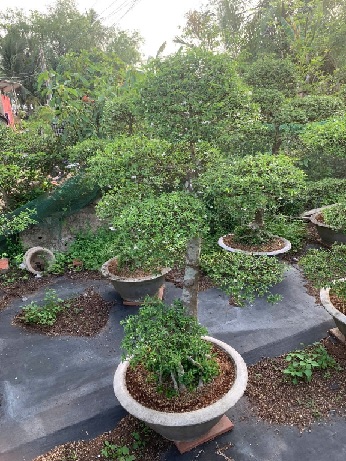 Cây Mai Chiếu Thủy bonsai cao 40–50cm Cây Mai Chiếu Thủy bonsai cao 40–50cm