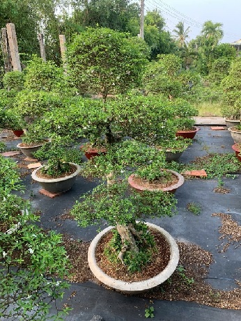 Cây Mai Chiếu Thủy bonsai cao 40–50cm Cây Mai Chiếu Thủy bonsai cao 40–50cm