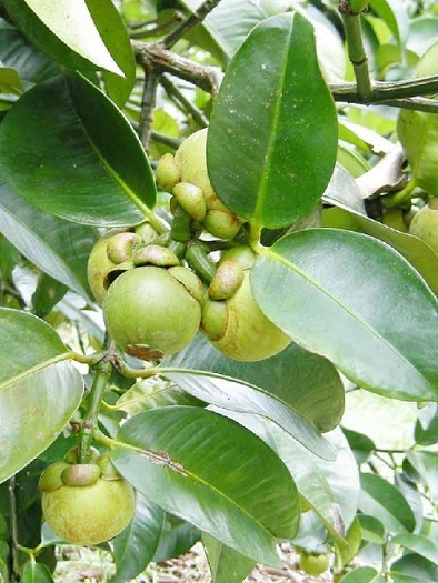 măng cụt lợi ích vàng cho sức khỏe măng cụt lợi ích vàng cho sức khỏe