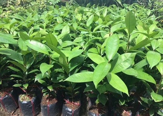 măng cụt lợi ích vàng cho sức khỏe măng cụt lợi ích vàng cho sức khỏe