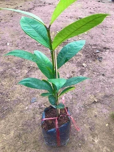 măng cụt lợi ích vàng cho sức khỏe măng cụt lợi ích vàng cho sức khỏe