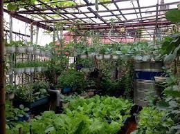 Mẹo Chăm Cây Cảnh Ngày Mưa Đúng Cách, Không Lo Ngập Úng Mẹo Chăm Cây Cảnh Ngày Mưa Đúng Cách, Không Lo Ngập Úng