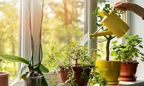 Mẹo Chăm Cây Cảnh Ngày Mưa Đúng Cách, Không Lo Ngập Úng Mẹo Chăm Cây Cảnh Ngày Mưa Đúng Cách, Không Lo Ngập Úng