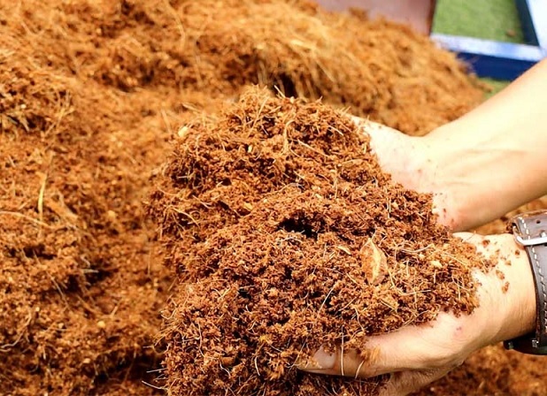 Mụn Xơ Dừa Trồng Cây Mụn Xơ Dừa Trồng Cây